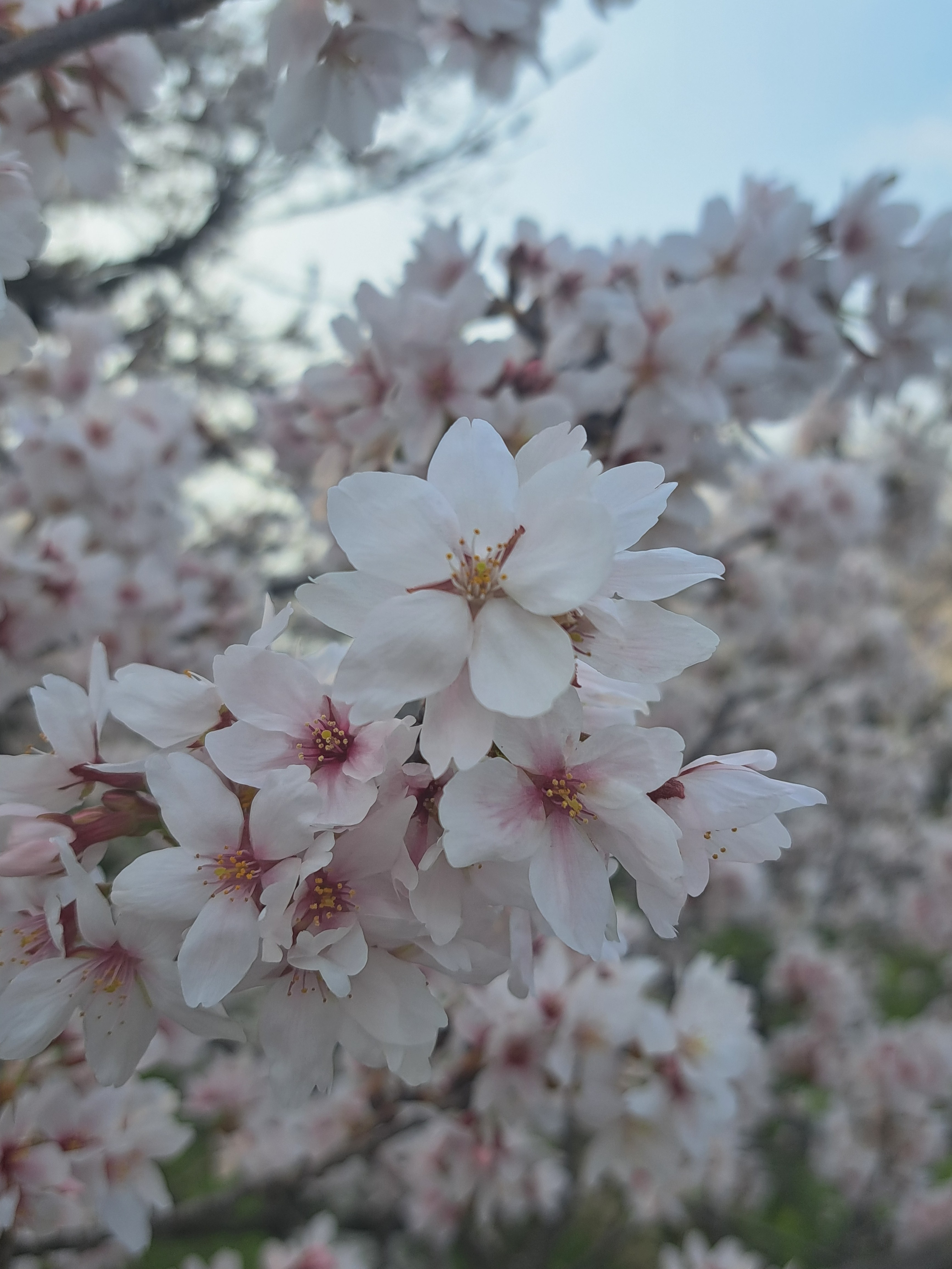 �����餭�ؤäƤ��ޤ�